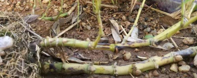 常见的地下茎可分为哪四类 地下茎的类型有哪些