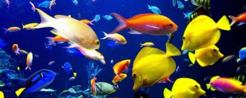 海底有什么鱼（海底有什么生物）