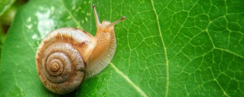 小蜗牛的特点（蜗牛的特点简写）