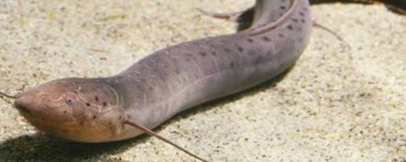 夏眠的动物有哪些10个 夏眠动物大全