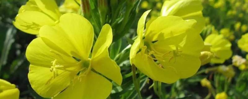 什么蔬菜含黄花草油酸（什么蔬菜含黄花草油酸高）