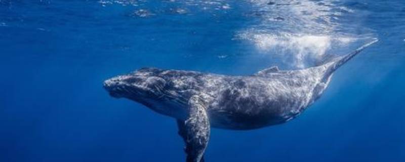 鲸鱼换气一次能在水里多久 鲸鱼要换气