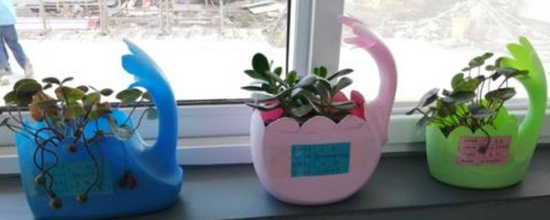 生活中废旧物品再利用有哪些（生活中废旧物品再利用有哪些例子）