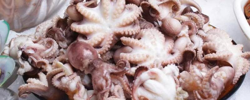 八爪鱼的内脏不清理可以吃吗（八爪鱼的内脏不清理可以吃吗有毒吗）