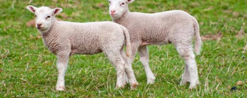 小羊的脚印像什么形状（小羊的脚印像什么?）