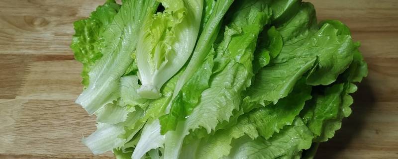 生菜种子需要泡水吗 生菜种子需要泡水吗视频