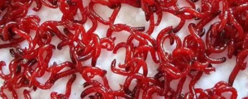 红虫如何保存一个月（红虫如何保存活跃性好）