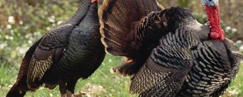 火鸟是什么鸟（火鸟是一种什么鸟）