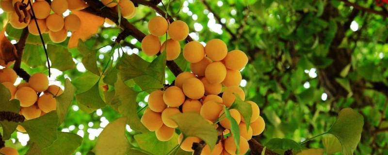 中国的国树（中国的国树,国花,国球,国山,国兽）