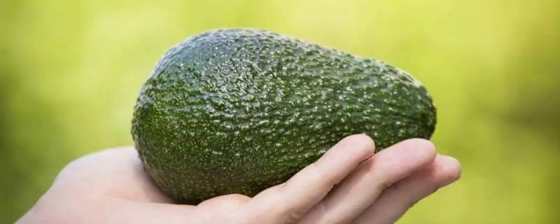 女人吃牛油果有什么好处 吃牛油果对女人有什么好处