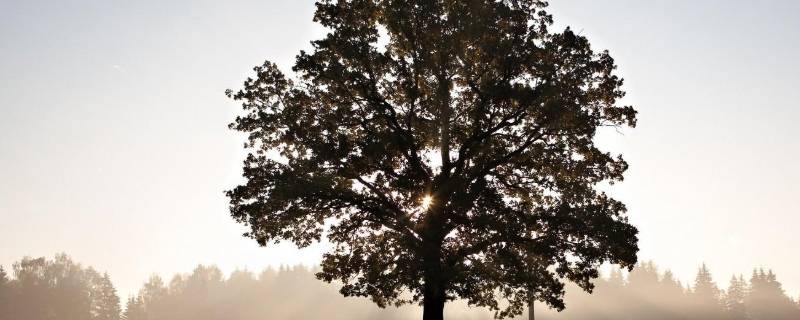 树的作用有什么 树的作用有什么作文