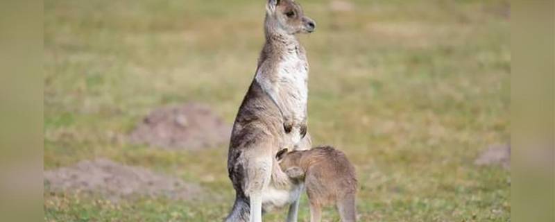 袋鼠袋子里有粪便怎么办 袋鼠在袋子里拉屎怎么办