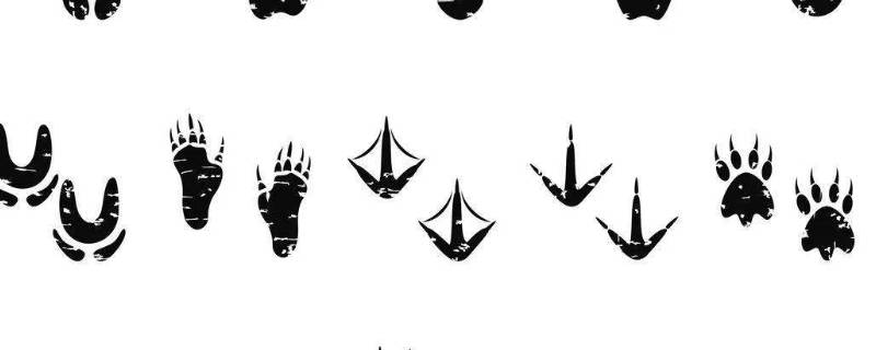 小鸡的脚印像什么形状 小鸡的脚印是什么