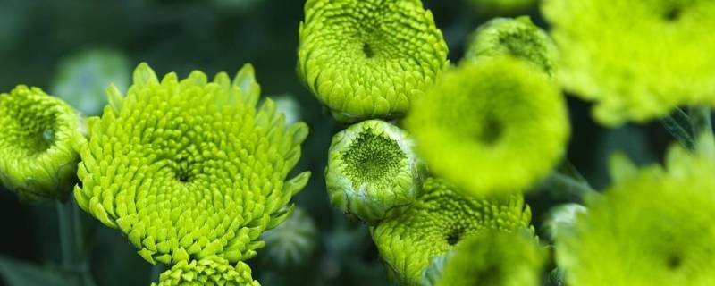 绿菊花的花语和寓意 绿菊花的花语和寓意别名