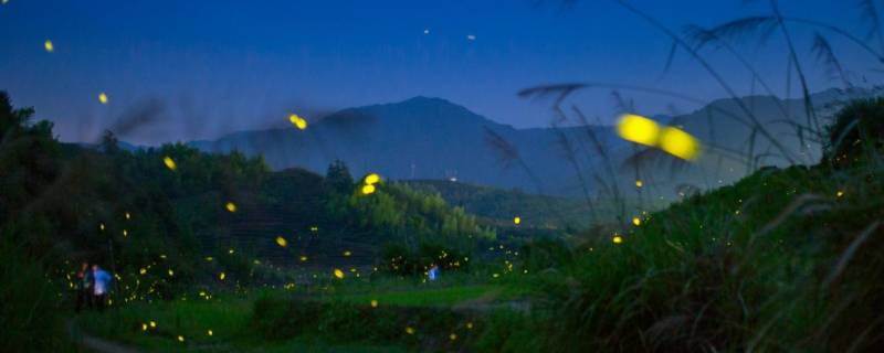 夏天的夜晚有什么动物 夏天的夜晚有什么动物出没