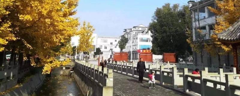 隆丰在哪（隆丰在哪里有买枝女）