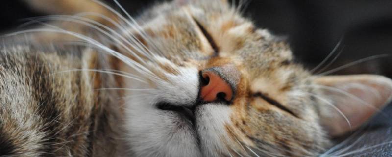 犬科和猫科的区别 犬科和猫科的区别是什么