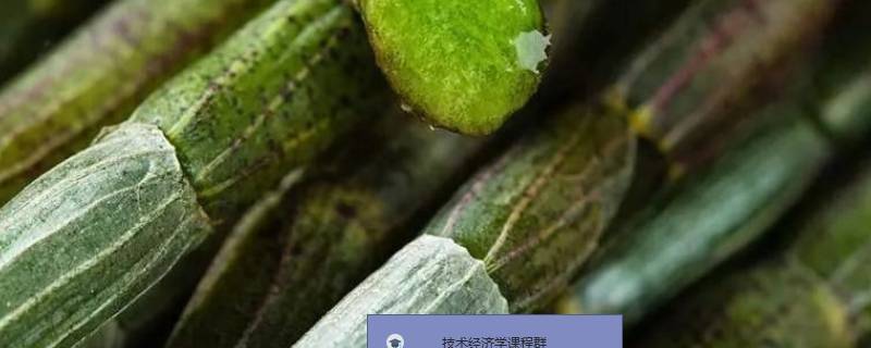 10克石斛有几粒（石斛10克有多少粒）