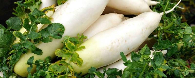 白萝卜要煮多久才熟（白萝卜要煮多久才熟透）