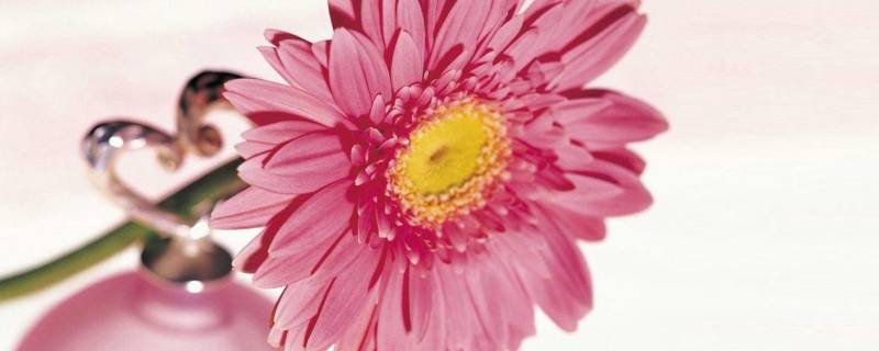 粉色代表什么意义和象征（紫色代表什么意义和象征）