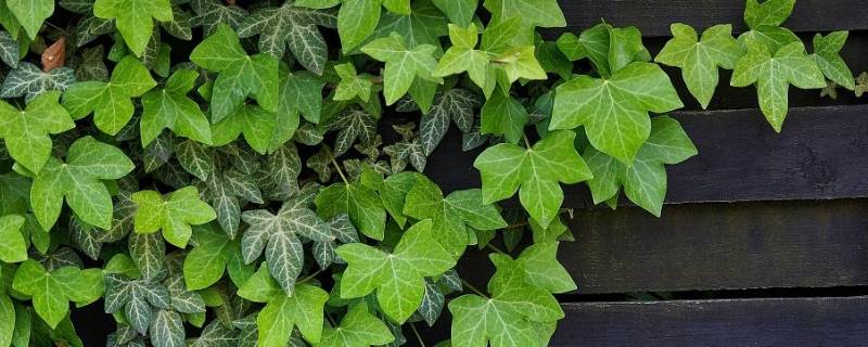 爬山虎的细丝有什么作用 爬山虎细丝的形状可以用什么来比喻