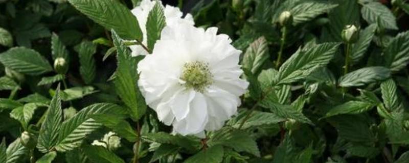 荼靡花的寓意 荼靡花的寓意是什么