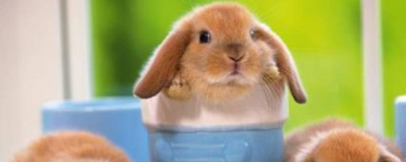 宠物可以上公交车吗（宠物可以上动车吗）