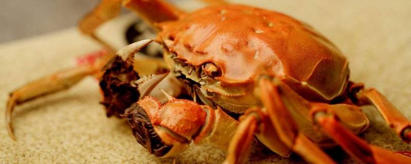 三两的螃蟹要蒸多久 三两的螃蟹要蒸多久才熟