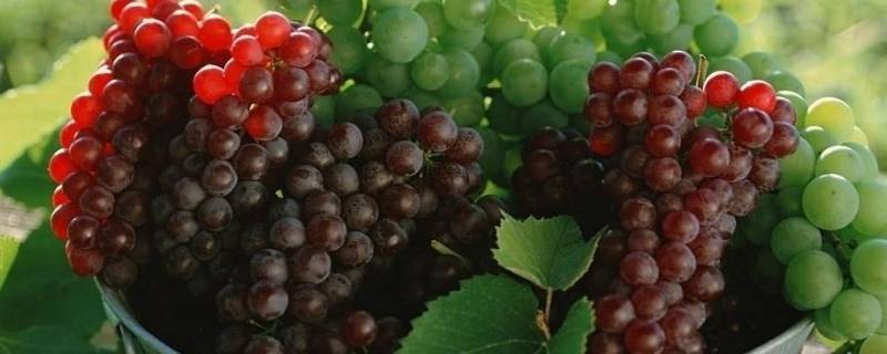葡萄是酸性还是碱性（红枣是酸性还是碱性）