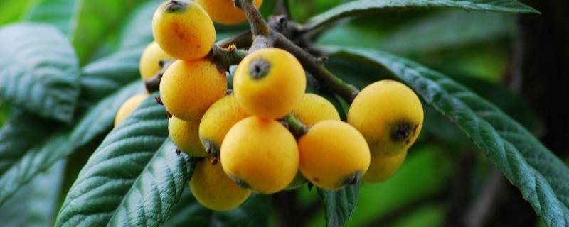 枇杷叶可以泡水喝吗（枇杷叶可以泡水喝吗有什么功效）