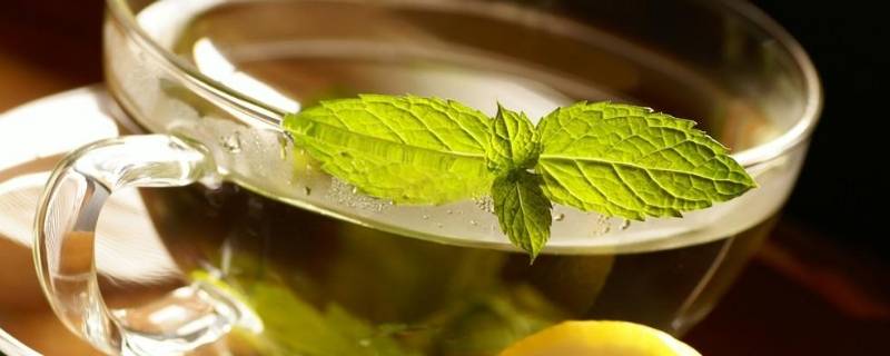 晒干的薄荷叶泡水的功效（薄荷叶三种人不宜吃）