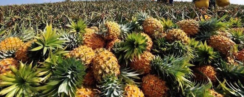 青菠萝可以直接吃吗（青菠萝可以直接吃吗有毒吗）