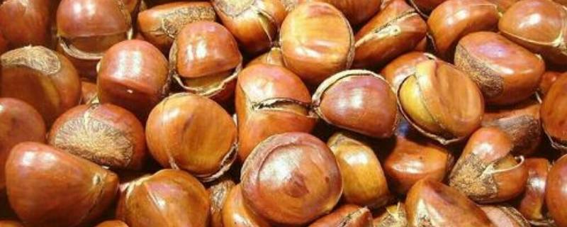 生板栗蒸米饭可以吗（板栗放米饭里能蒸熟吗）