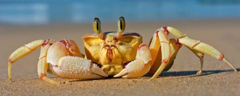 螃蟹冷藏三天还可以吃吗（螃蟹放冰箱冷藏3天还能吃吗）