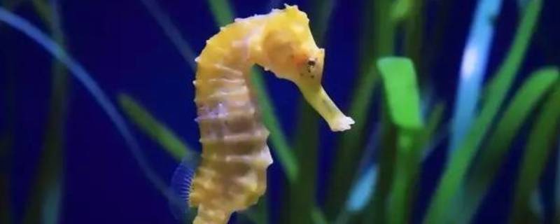 海马是爸爸生的吗 海马是爸爸生的吗 妈妈生