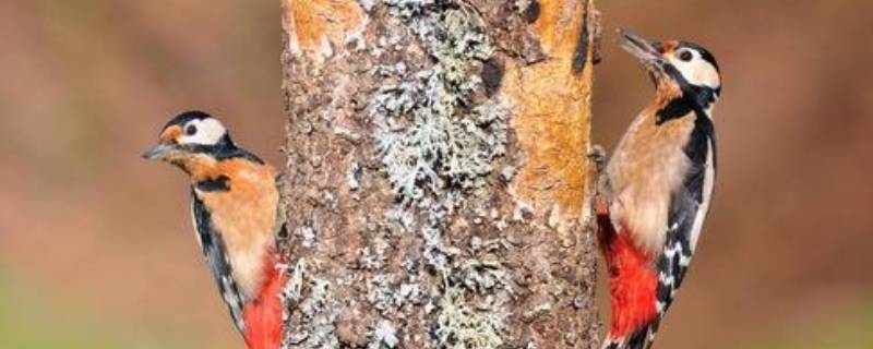 冬天啄木鸟捉虫子吗 冬天啄木鸟捉虫子吗图片