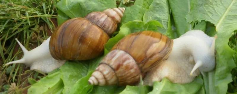 白玉蜗牛有寄生虫吗 中华白玉蜗牛有寄生虫吗