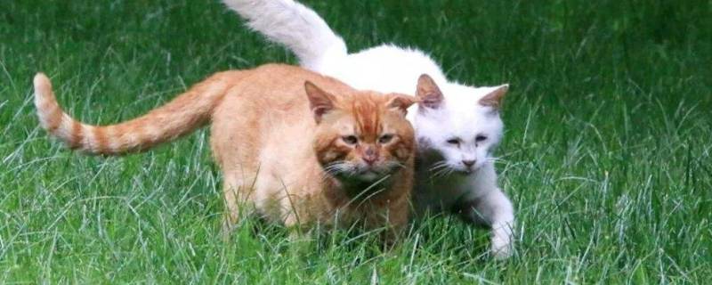 家猫和野猫的区别 家猫和野猫的区别图片
