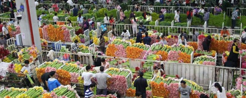 斗南鲜花批发市场在哪里（斗南鲜花批发价格）