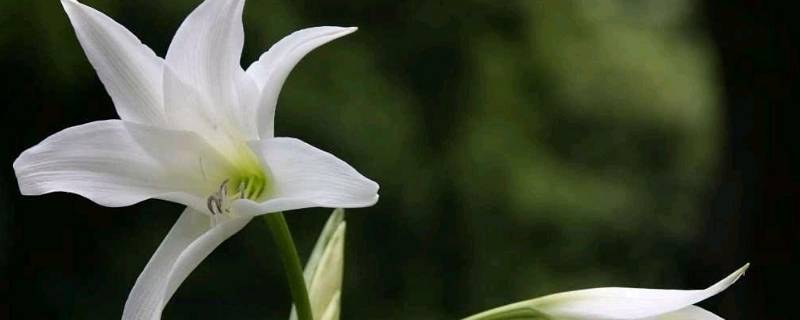 百合由来 百合的由来