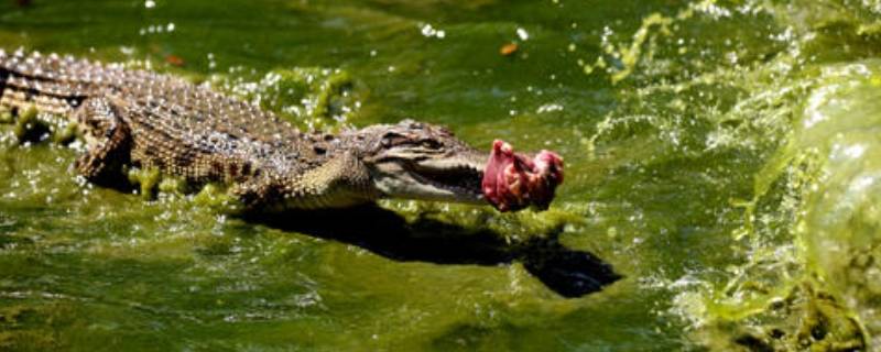 鳄鱼由来（鳄鱼的前身）