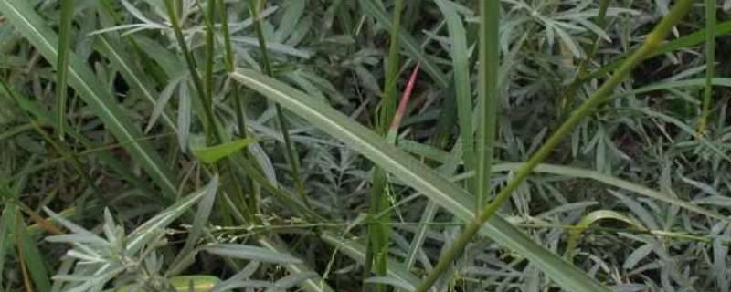 白草的别名 白草的别名是叫白头翁吗