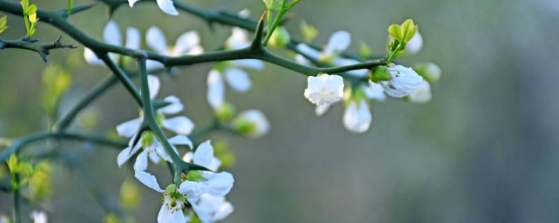 东风是什么季节（东风是什么季节的风）