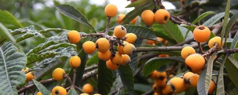 枇杷寓意 枇杷树是凶树还是吉树