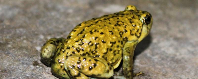 蛙的种类（蛙类大全图片及名称）