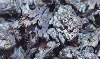 干巴菌怎样清洗干净（干巴菌如何清洗）