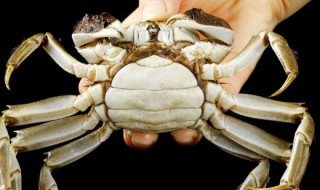 螃蟹怎样清洗才干净好 螃蟹怎样清洗才干净好看
