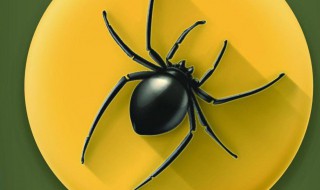 家里有蜘蛛网是吉是凶（家里有蜘蛛网是吉是凶 代表了什么）