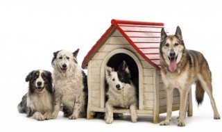 狗死在家里有忌讳嘛 狗死在家里有忌讳嘛视频