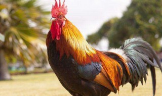 公鸡啄人有什么兆头（公鸡啄人有什么兆头图片）